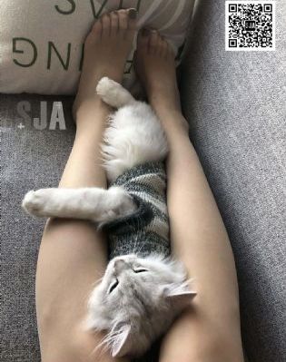成全在线观看免费高清电视剧狂飙_蓝光手机免费观看完整